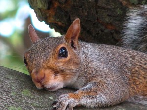 squirrel