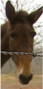 lou-the-mule